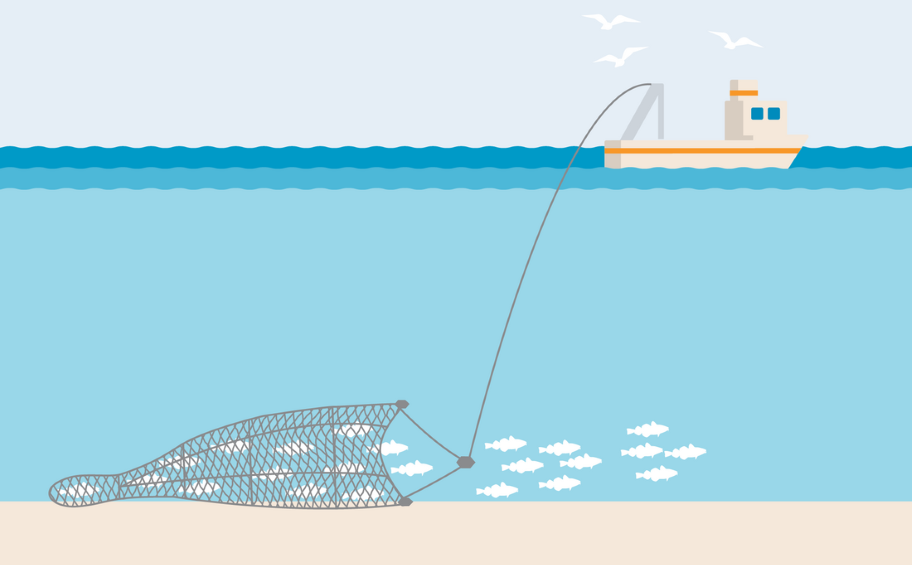 Illustration of a bottom trawling Illustration of a bottom trawling vessel during fishing activity