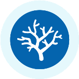 Coral icon