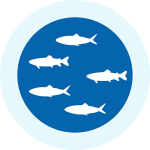 Samarbejde sikrer torskebestandene i Barentshavet