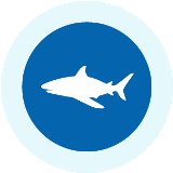 Shark icon