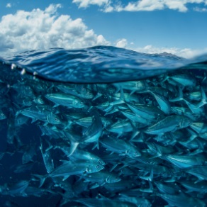 Sustainable fishing means more discovery