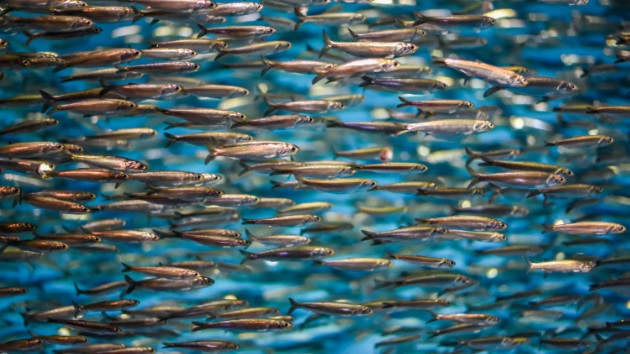 1. More life in the ocean