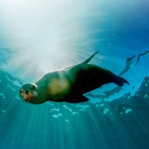 Sustainable fishing means more life