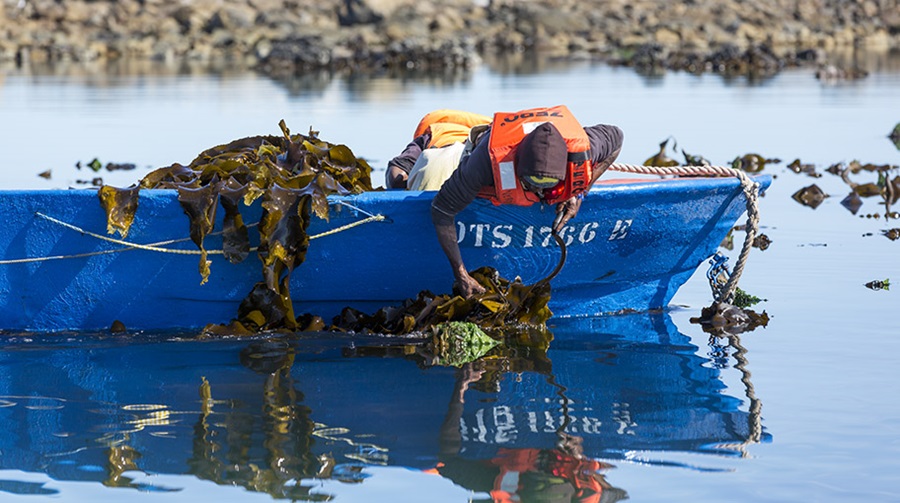 Man if life jacket leaning out of small boat, gathering seaweed