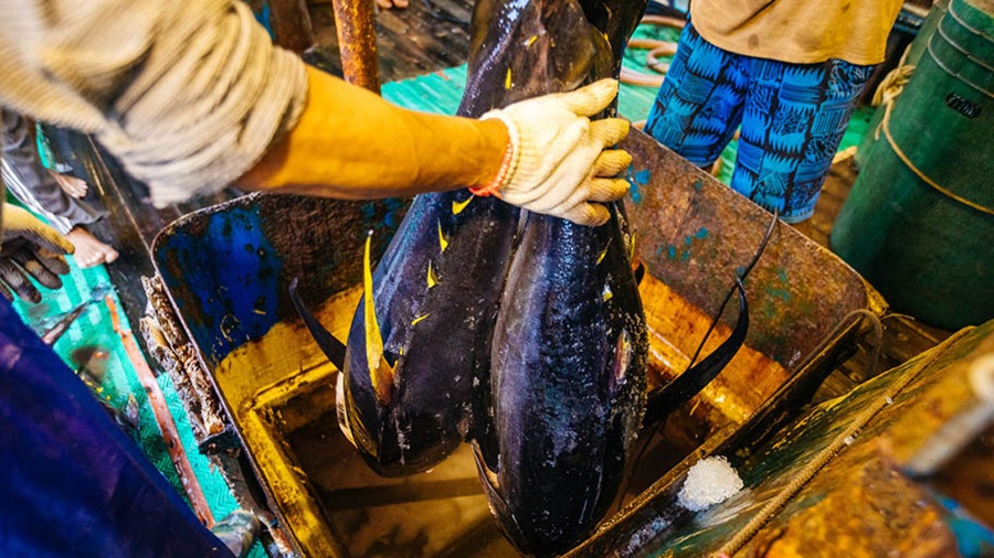 Gloved hands holding yellowfin tuna with machinery
