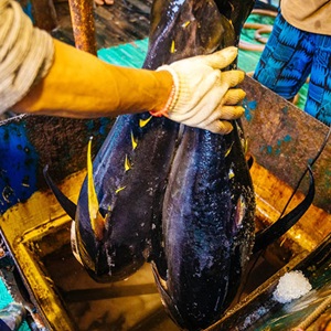 The socio-economic value of tuna