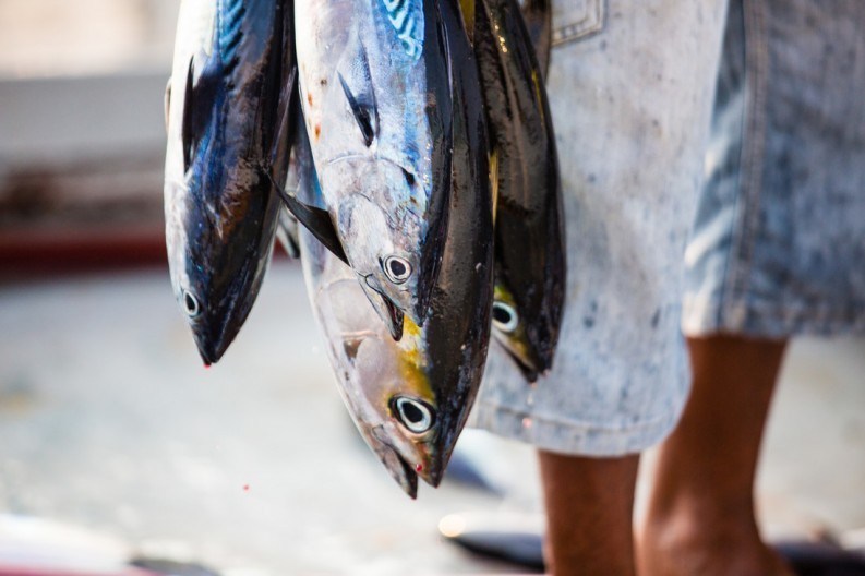 Four tuna fish held updside down