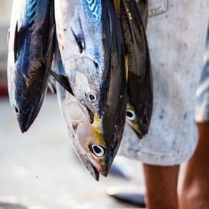 Sustainable tuna: challenges and solutions