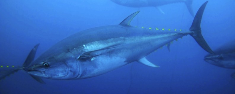 Yellowfin tuna underwater