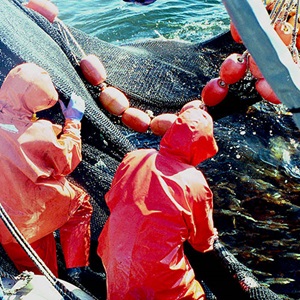 Better understanding squid populations