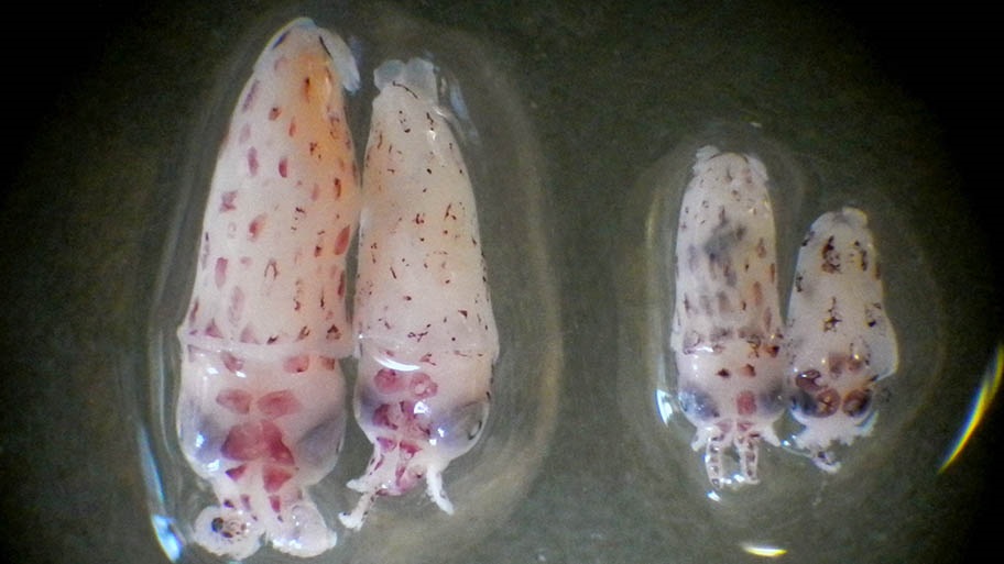 Four squid hatchlings (paralarvae) seen from above