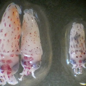 California market squid: Understanding populations