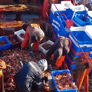 Chilean demersal crustacean fisheries: Harvest control rules