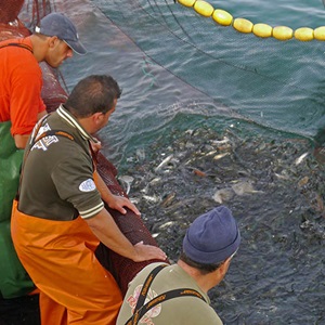 Iberian sardine: Adapting the management of stocks