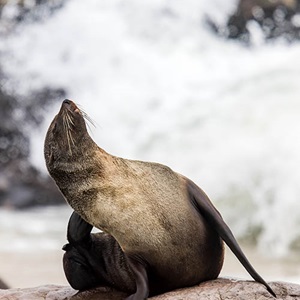 Namibia hake: Targeted Acoustic Startle Technology