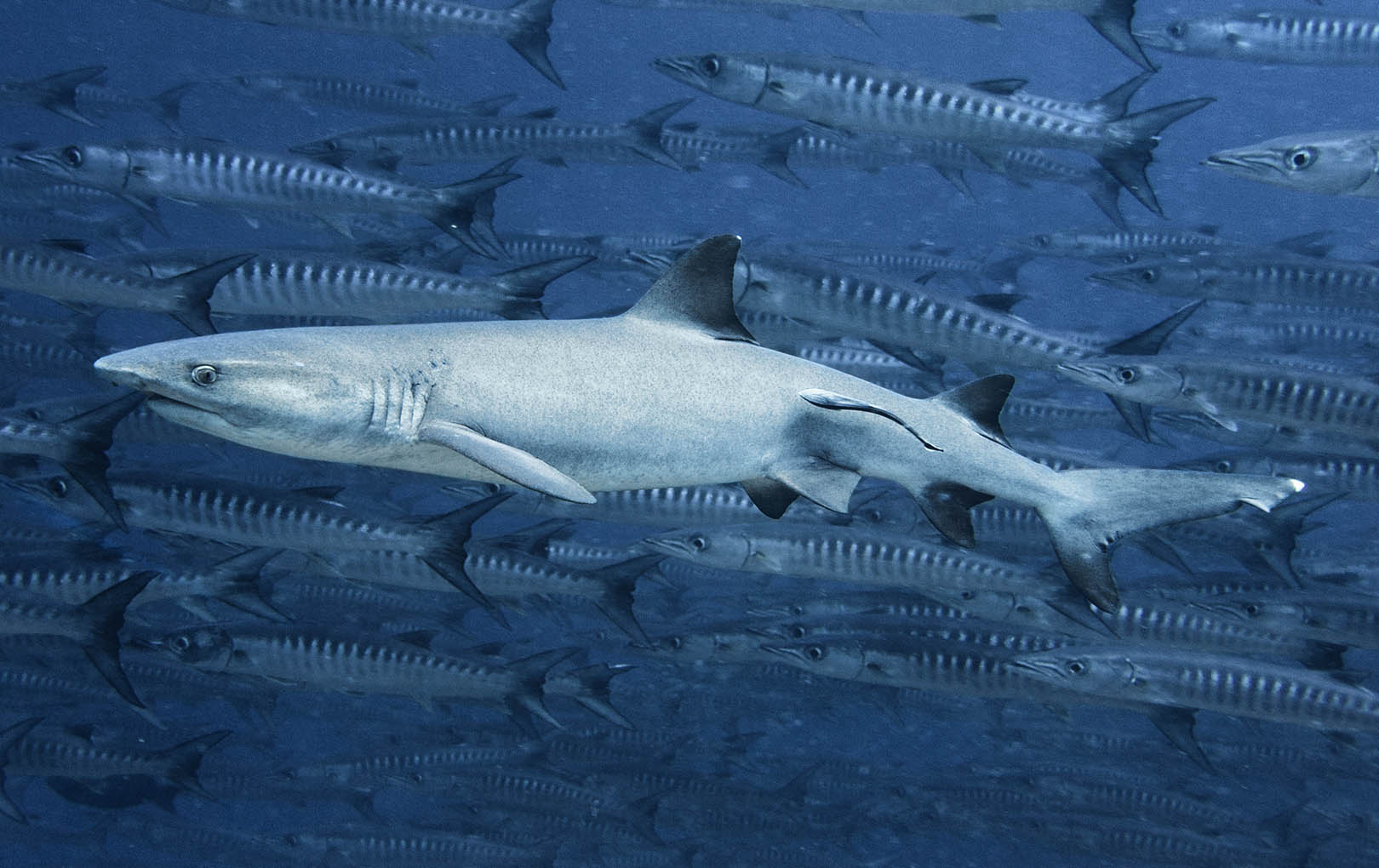 Whitetip shark swimming underwater with a school of fish in the background