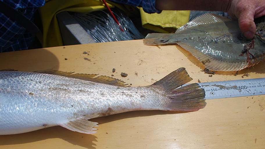 Two finfish on table being measured with metal ruler