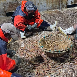 Mexican North Pacific brown shrimp: Systematic improvement