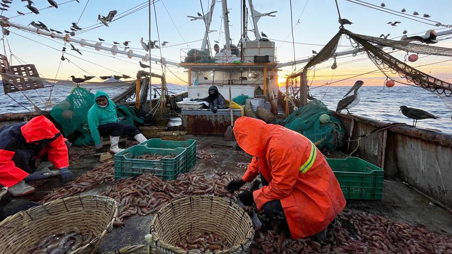 Mexican brown shrimp fishers sitting on deck sorting catch with birds perched above
