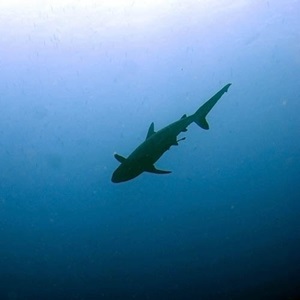 Tropical tuna purse seine: Improving shark bycatch assessment