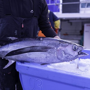 South Atlantic albacore tuna: Stock-wide harvest strategy