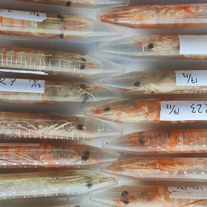 Indonesia Central Java prawn: Researching genetics