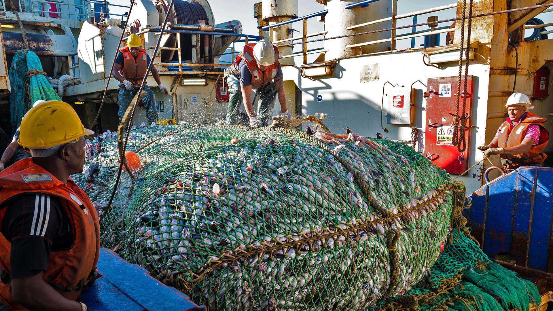 South African hake trawl fishers handling large net of fresh catch on deck