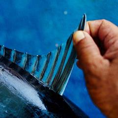 Close-up of thumb and fingers holding a tuna fin on blue background
