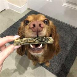 Close-up of human fingers holding long treat in dog's mouth. Dog looking at camera.