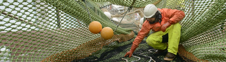 Alaska pollock