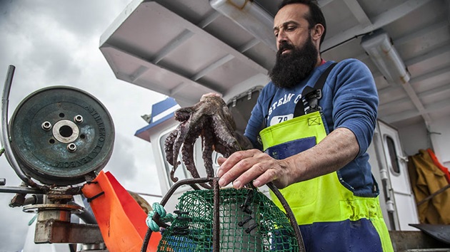 The Western Asturias octopus story