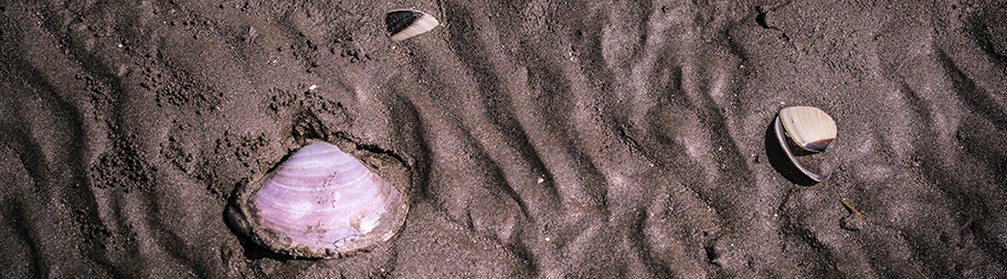Three clams on wet sand