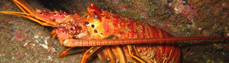 Pacific red rock lobster from Mexico