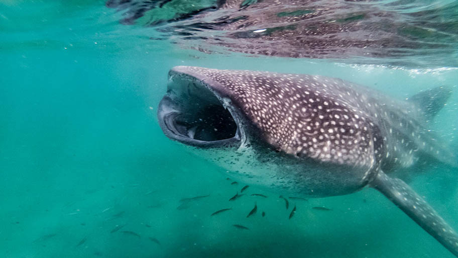 Whale shark underwater