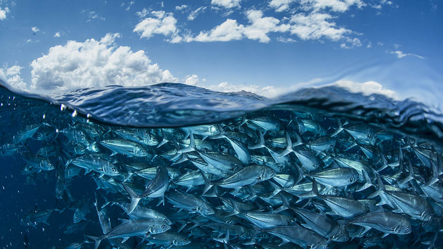 Big trevally shoal under surface of water with shot showing sky and clouds