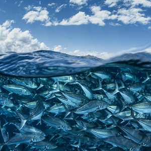 STATEMENT - Consultation publique sur les révisions du Référentiel MSC Pêche Durable