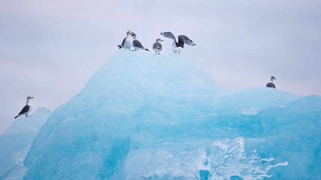 Marine biology at the top of the world