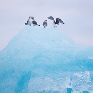 Marine biology at the top of the world