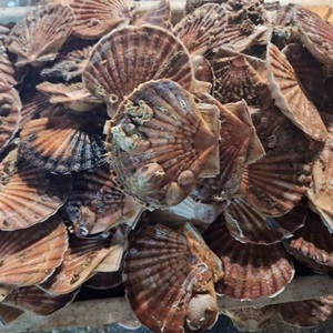 Safeguarding scallops with annual surveys