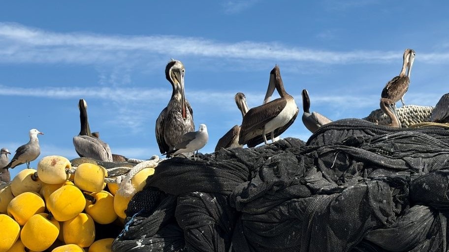 Pelicans on fishing nets - Sonora sardine fishery