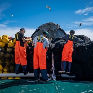 The early warning system protecting sardines