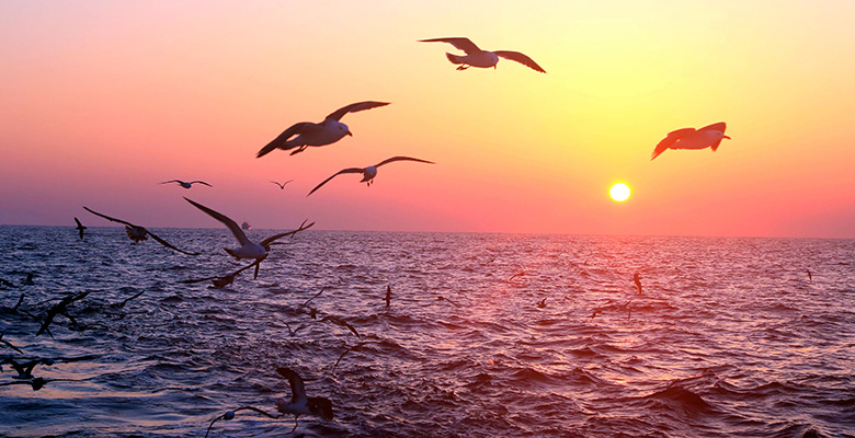 MSC uudistaa kalastuskokonaisuuden määritelmää