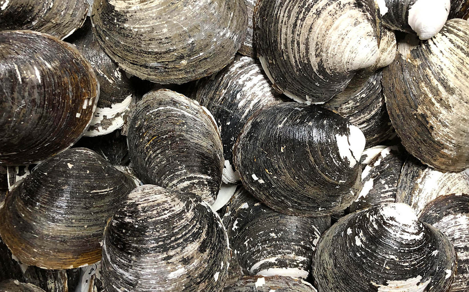 Atlantic Surfclam and Ocean Quahog: Clam Fishers vs Climate Change