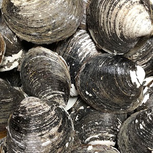 Clam fishers vs climate change