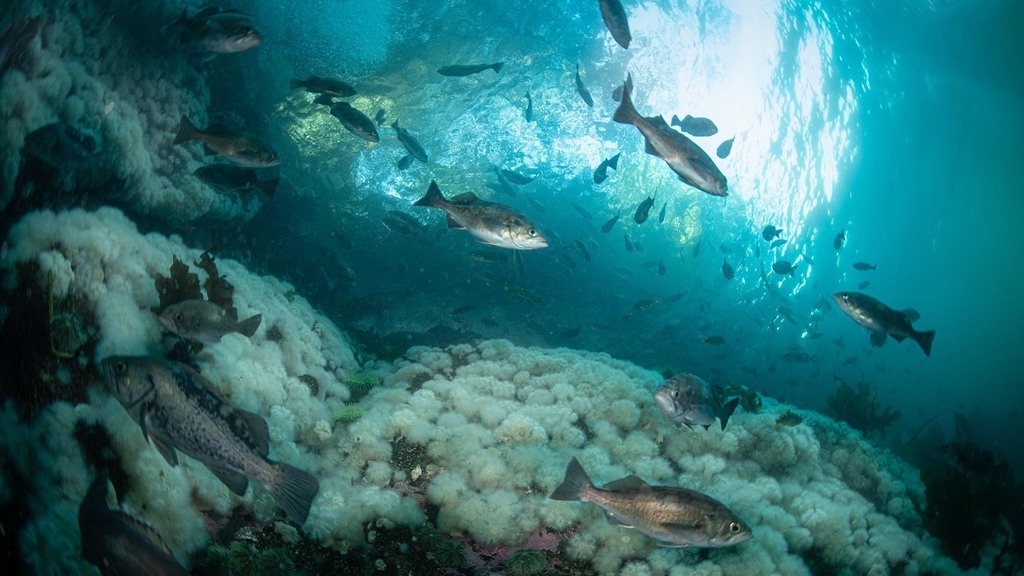 Widow rockfish underwater