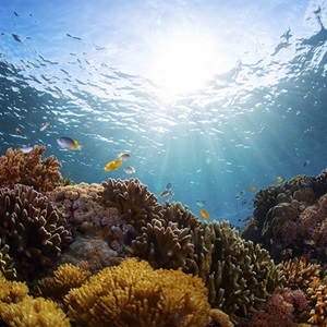Ocean Sustainability PowerPoint Slides