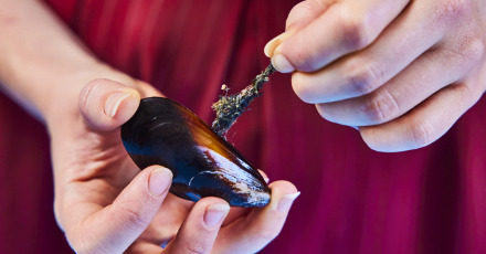 Creamy Nordic blue mussels - Step 1