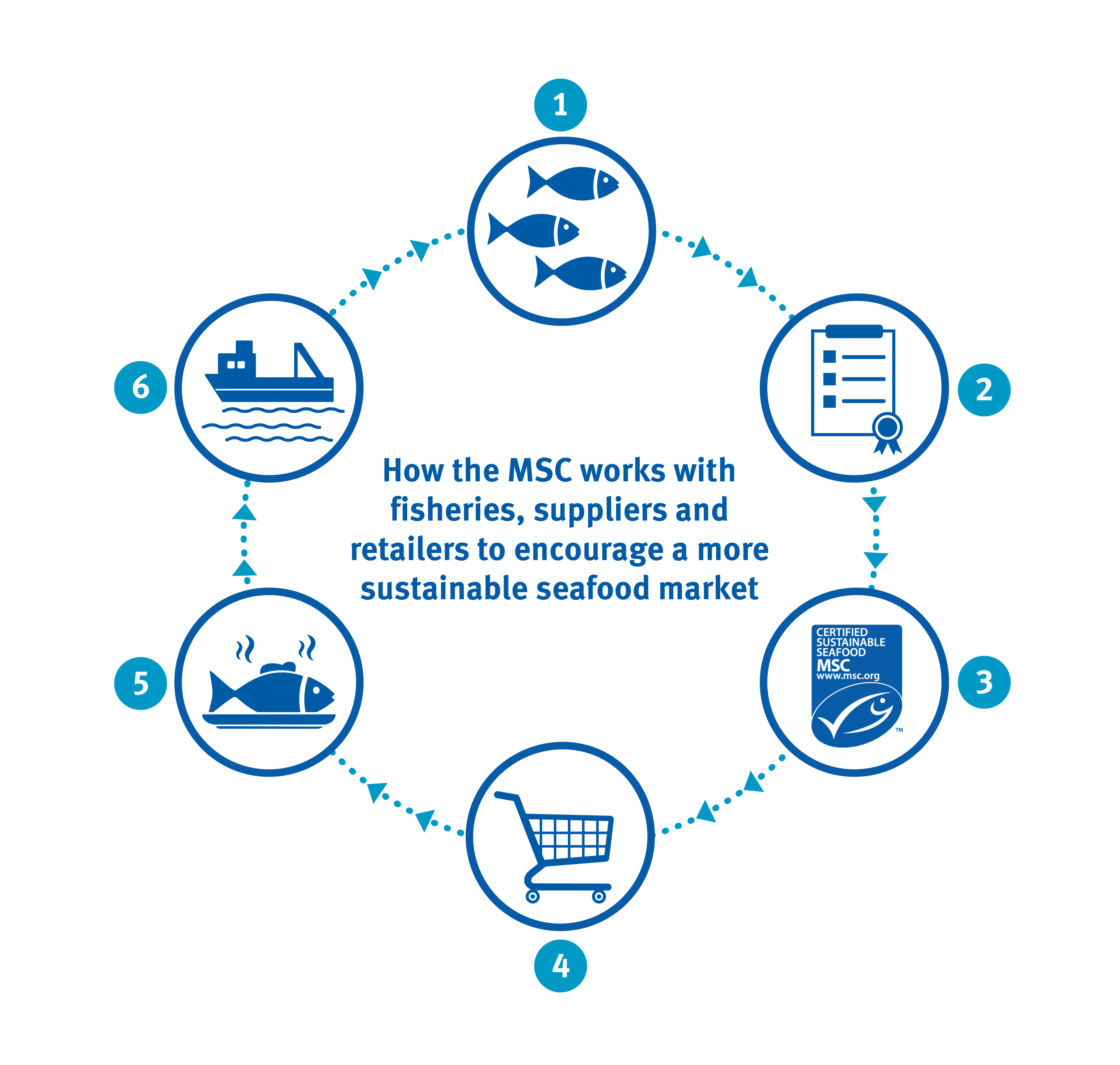 Infographic showing how the MSC works with fisheries suppliers and retailer to encourage a more sustainable seafood market