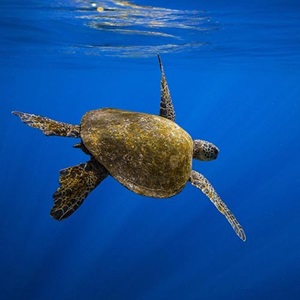 How MSC certification drives environmental best practice