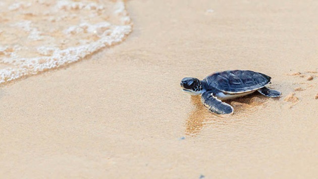 Endangered, threatened and protected species